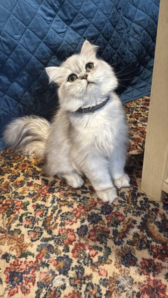 Silver shaded male Persian