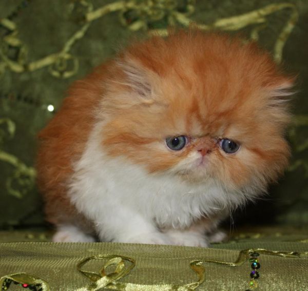 Persian Kittens Available in North Texas