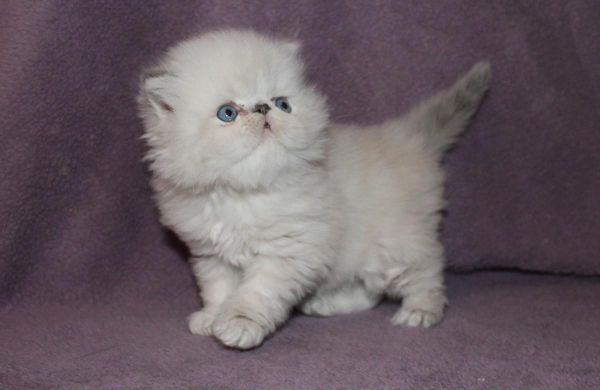 Beautiful Persian Kittens for Sale