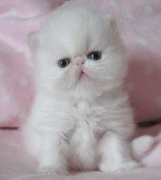 Persian Kittens For any cat loving home