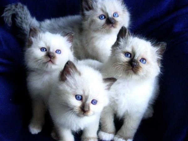 Persian/Ragdoll mixed males