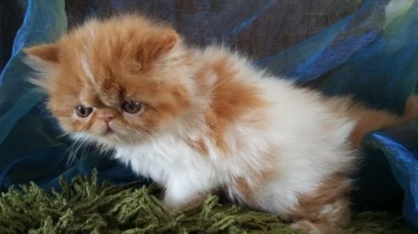 Pedigree Persian Kitten