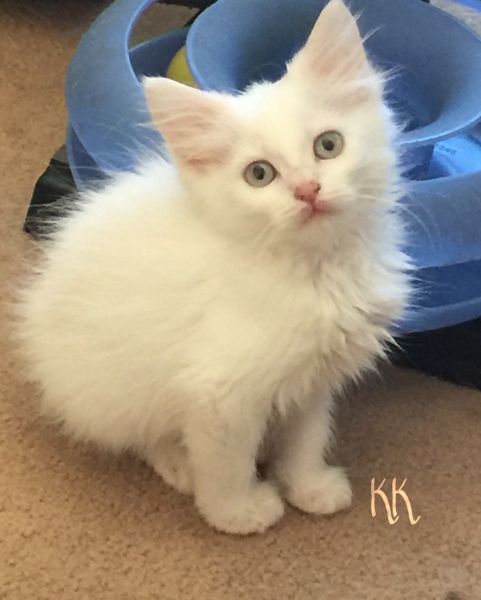 Persian kittens - Exotic