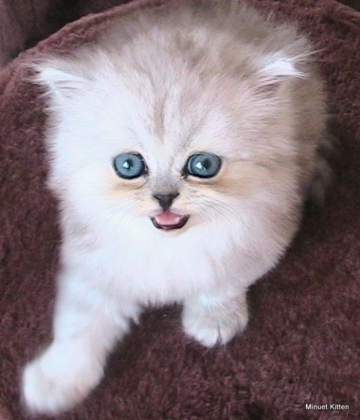 Doll face Persians in So CA