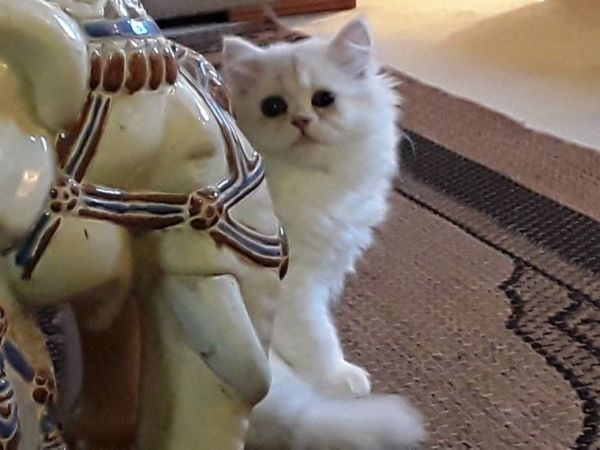 good female persian kittens for lovely homes