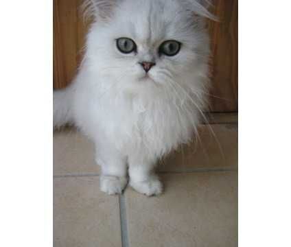 Cute Persian Kittens ready for good homes ***