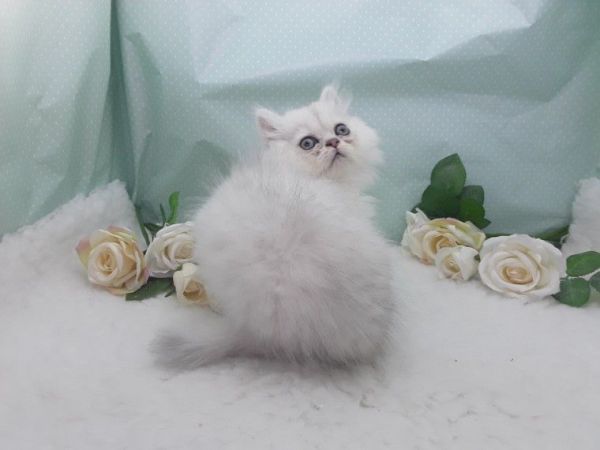 persian kittens