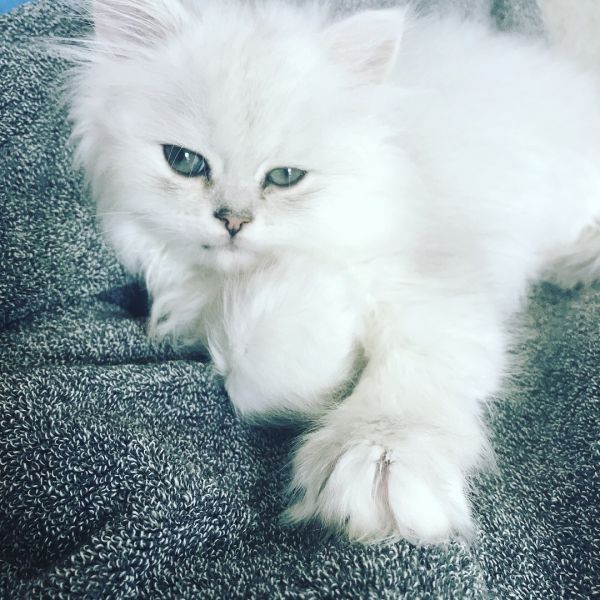 CFA Silver Chinchilla Persian Dearheart line