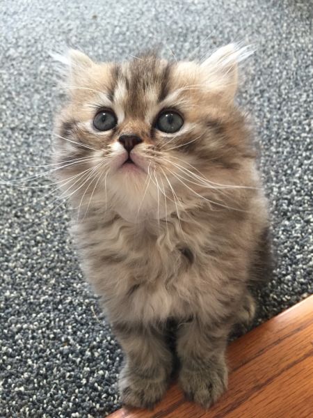 Persian Kitten