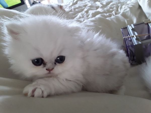 Beautiful Chinchilla Persian Kittens