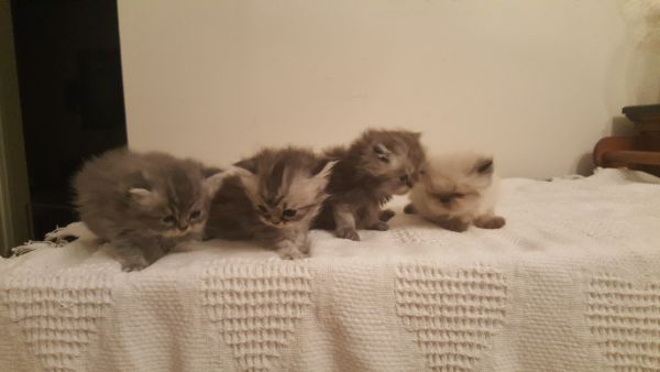 The Cutest Cuddly Kittens