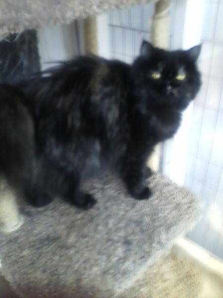 CFA Registered Persian Kittens