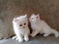 Persian Kittens