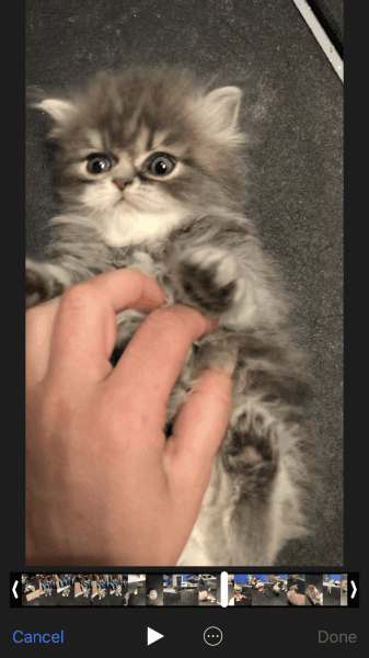 Newborn Dollface Persian kittens