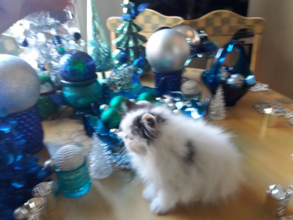 Champion Sired/ Pedigree CFA Persians