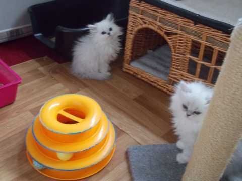 Cute Persian Kittens Currently Available