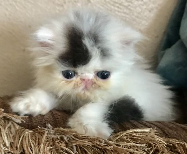 Persian kitten
