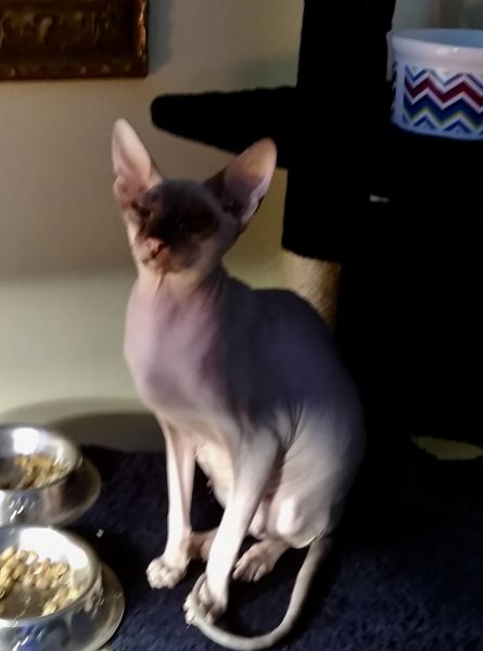 Hairless Peterbald Sphynx