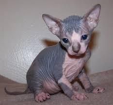male and female Sphynx kittens Seeking