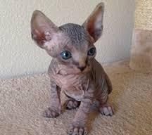 Beautiful Sphynx kittens