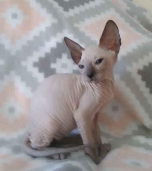 Hairless Peterbal Sphynx