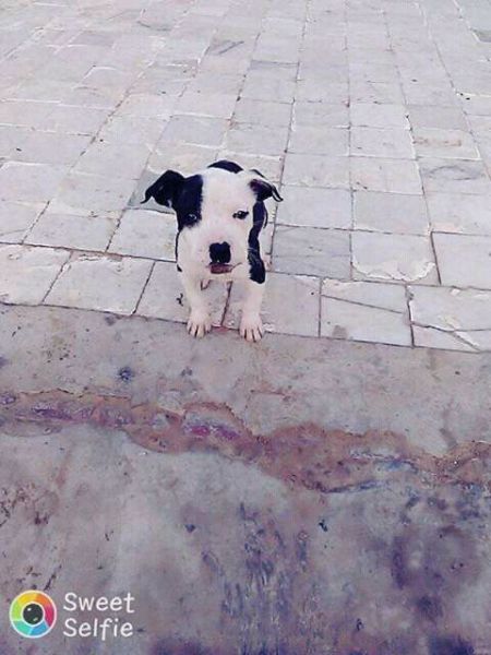 for sale 45days female100%