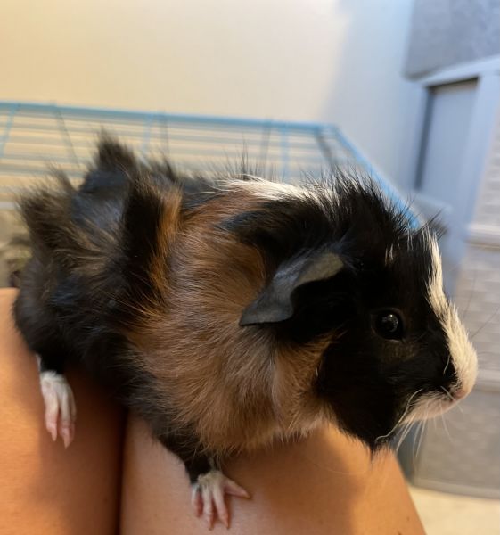 Baby Abyssinian Guinea Pigs