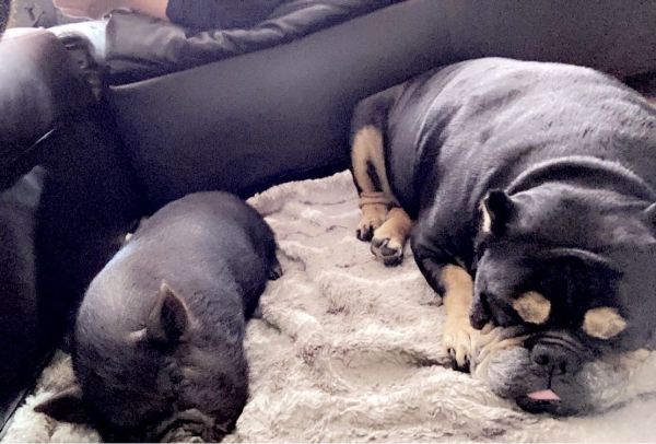 75% KuneKune & 25% Juliana Pig for sale!