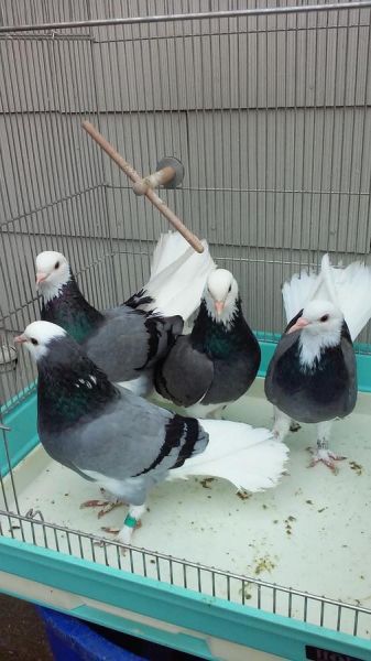 Donek - Black, Red, and Blue