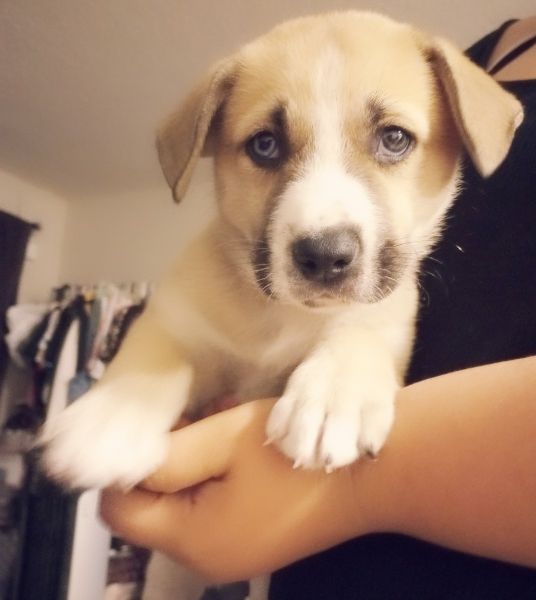 2month old Husky pitbull mixed puppy