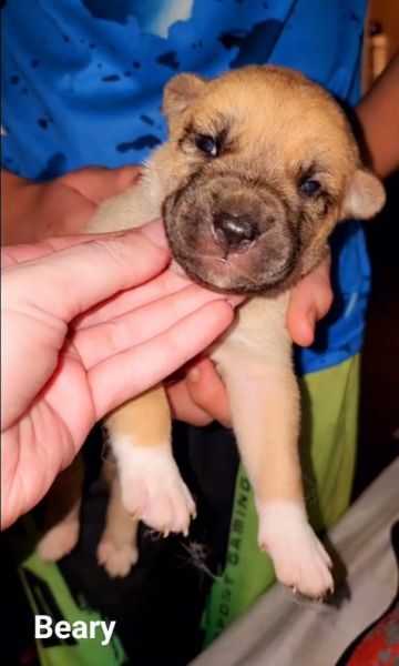 ❤️ Siberian Husky Pitsky Puppies