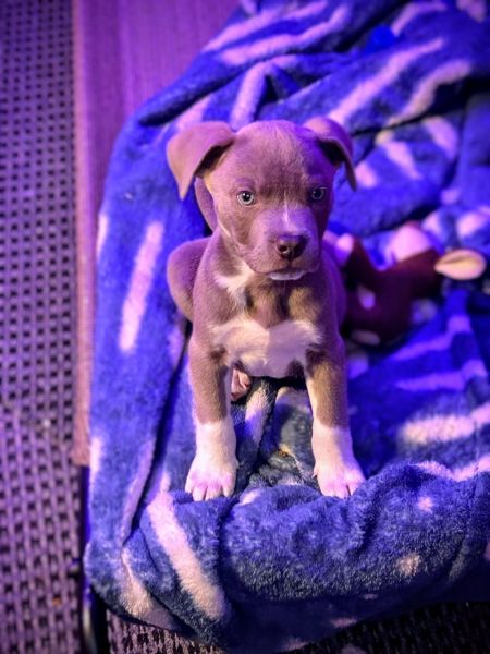 Pitsky 9 week old Male