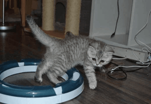 Stunning Pixie-bob Kitten For Re-homing.