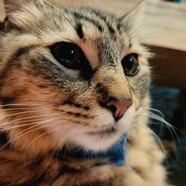 Sweet Brother and Sister