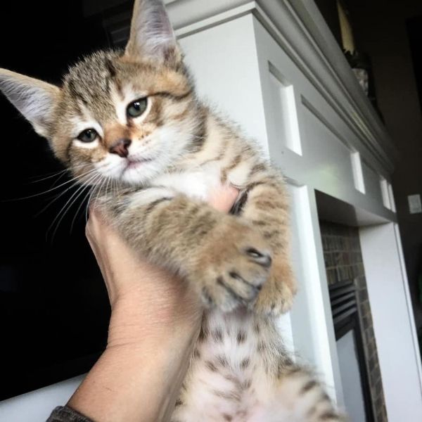 TICA Pixie-bob Available