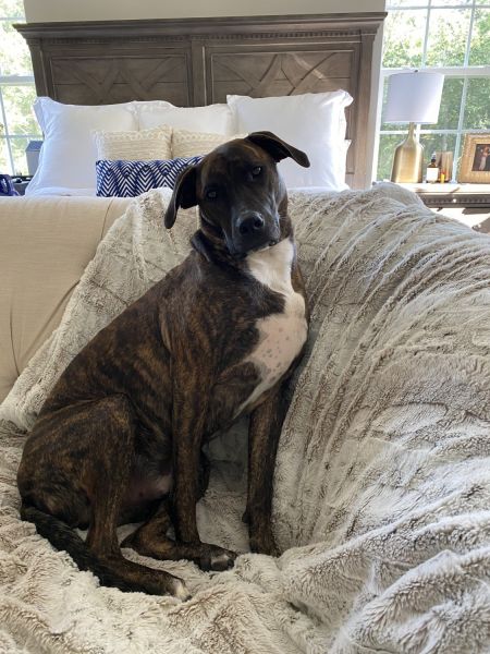 Lucas the Brindle Plott Hound/Lab Mix