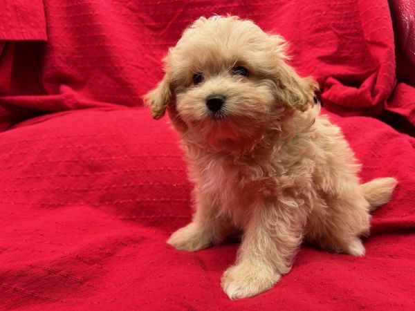 Purebred Pomapoo Puppies