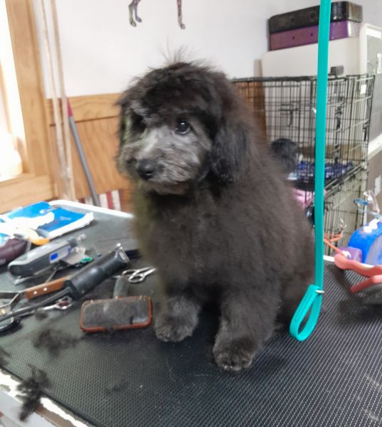 PomPoo Silver/Black Male TA Kennels