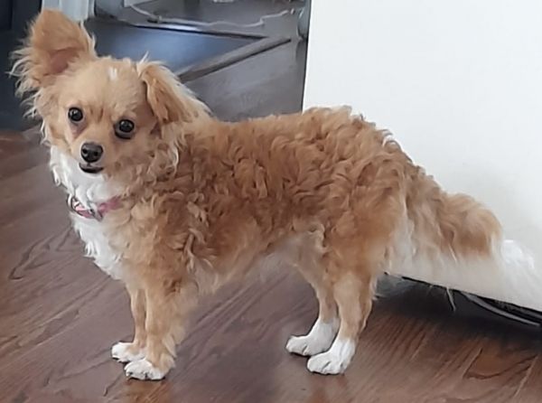 Adorable Pomeranean Mini French Poodle is Looking for a Loving Home