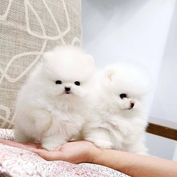 Mini Pomeranian Puppies For Sale