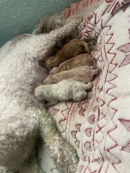 Pomapoo newborn babies