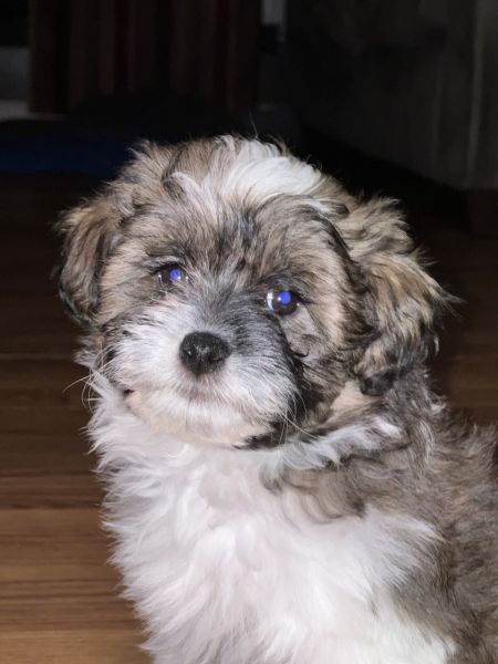 Cute Pomapoos 4 Sale