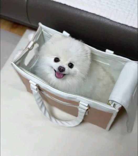 Teacup Pomeranian puppies for adoption