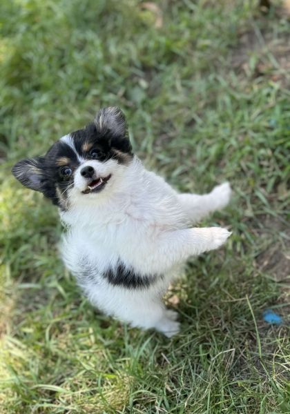 Cute Pomeranian Mix Puppy