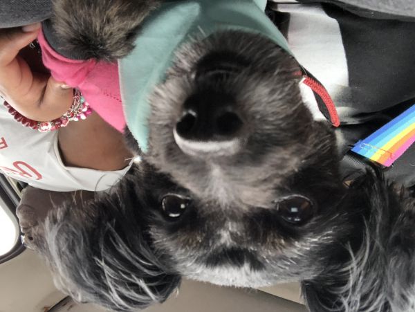 Free dog to a good home