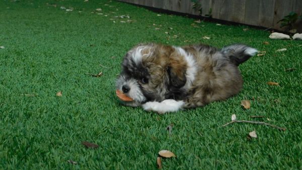 Last of the litter ready to go to a new home