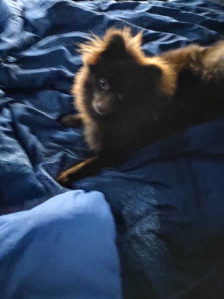 Prince male almost 9months old. Crate trained, family and have papers