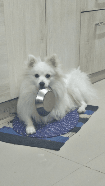 We need someone to adopt our 1year old Pomeranian