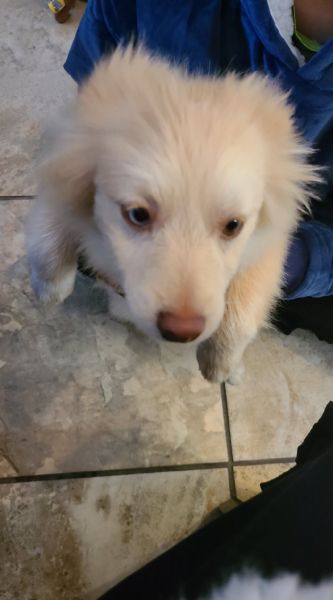 Pomeranian Mixed 4 months old.