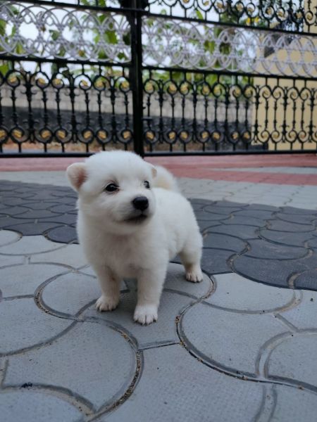 Femalr Pomeranian puppies